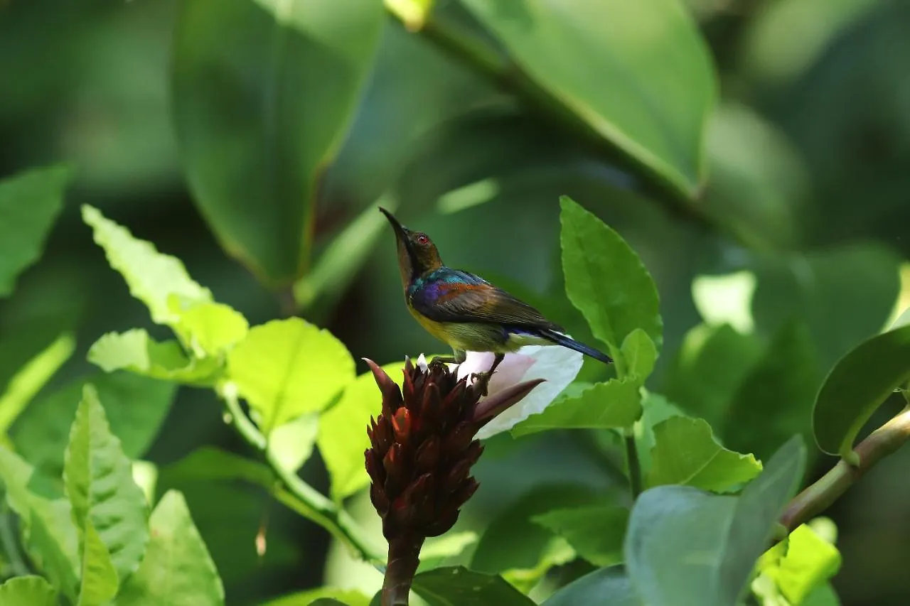 *****  Khaolak Merlin Resort Khao Lak Thailand